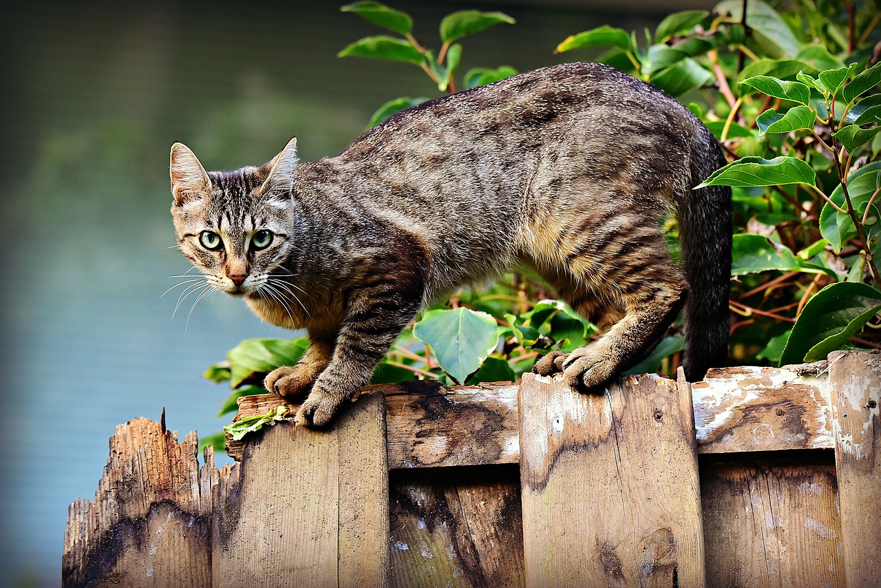 Kot zawsze spada na cztery łapy – czy tak faktycznie jest?