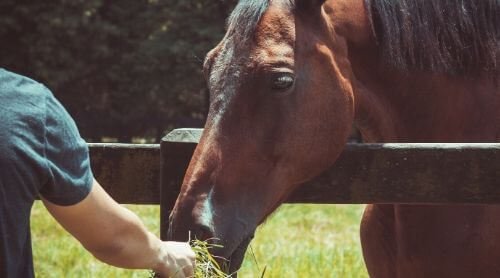 Cavalor Pianissimo 20 kg – muesli niskobiałkowe dla koni pobudliwych