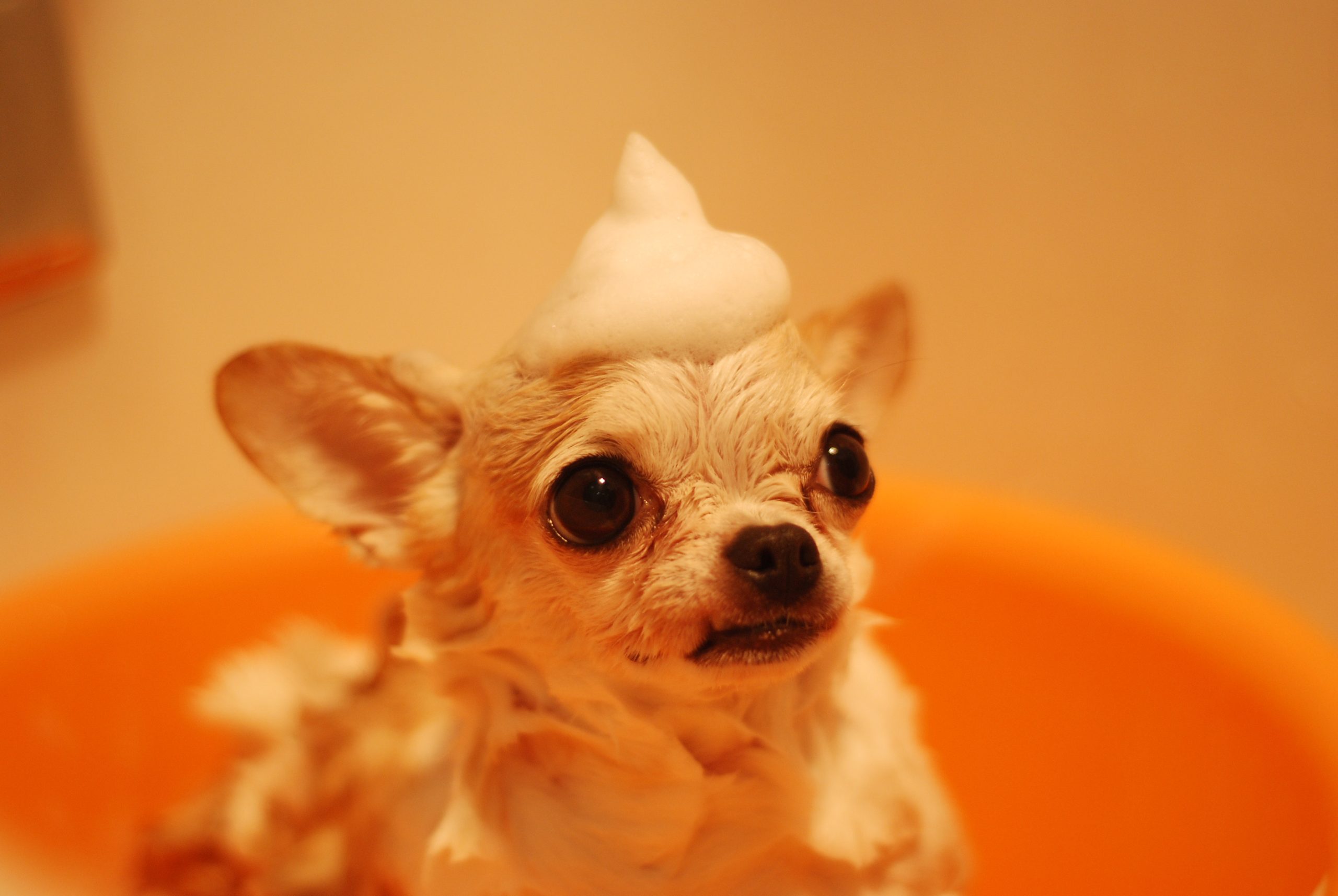 Czy wiesz, jak często kąpać psa? Garść porad o prawidłowej kąpieli psów