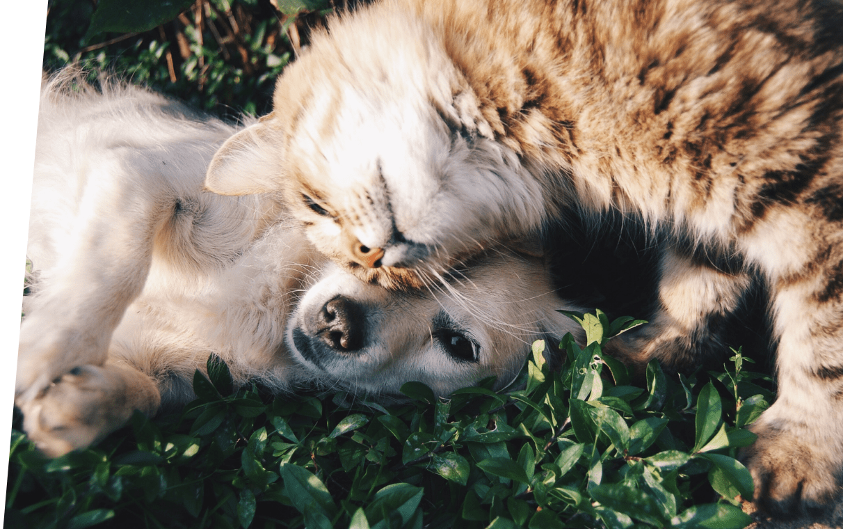 pies i kot w trawie
