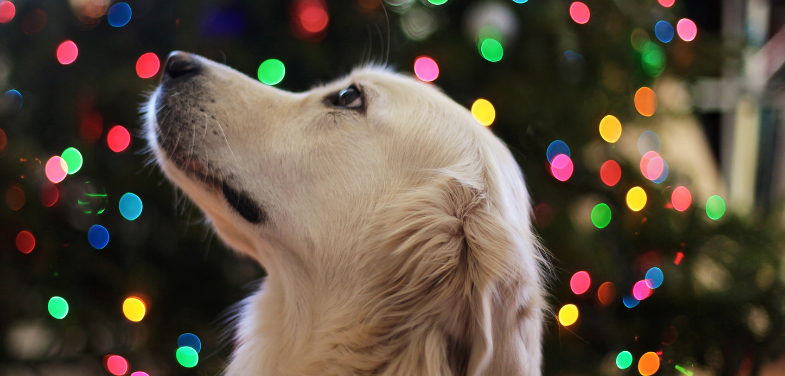 10 praktycznych prezentów dla psa na święta