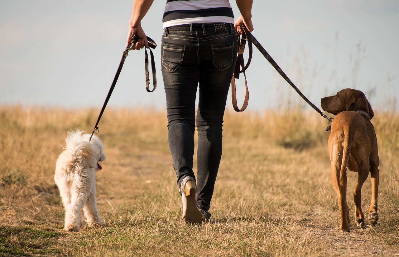 Ile razy dziennie wychodzić na spacer z psem? Podpowiadamy!
