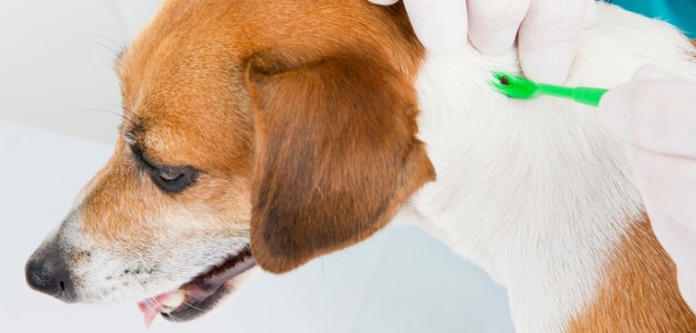 Bayer Advantix krople dla psów przeciw kleszczom, pchłom, komarom i muchówkom – 1 Pipeta