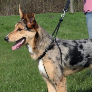 szelki dla psa Trixe Easy Walk