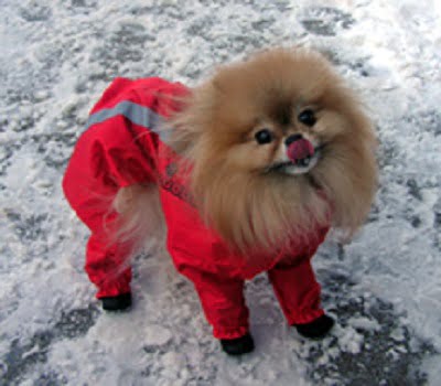 recovet ubranko czerwone dla psa